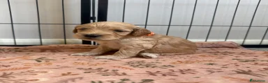 Cockapoo 5 (orange) 