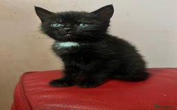 British Shorthair cats for sale: Cute kittens looking for new home. - Image 8