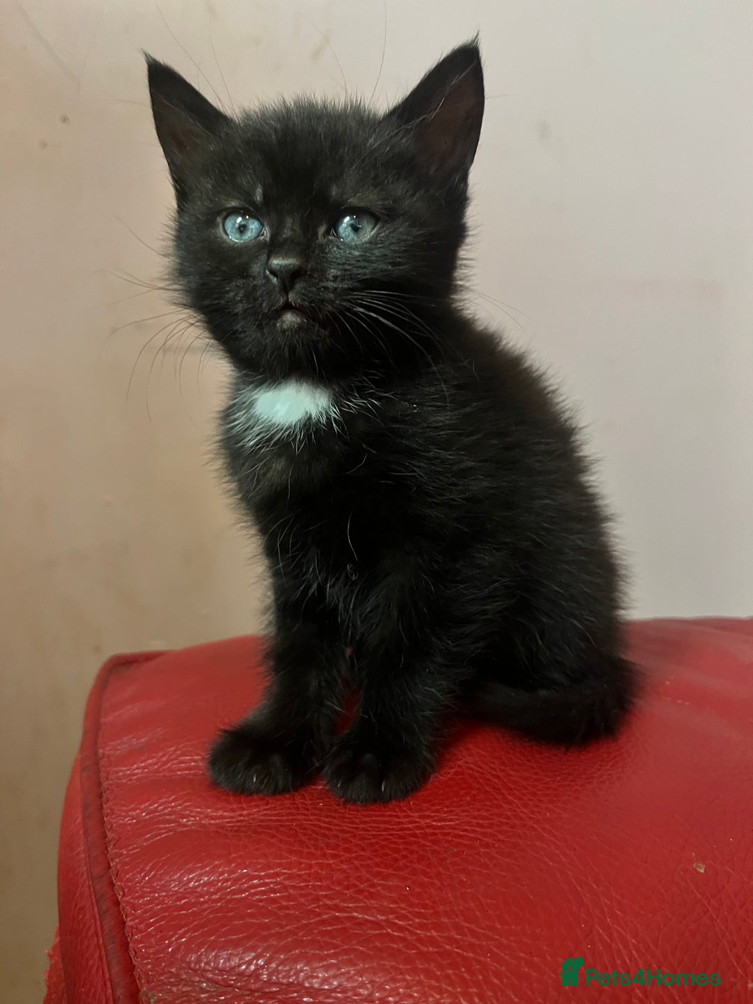 British Shorthair cats for sale: Cute kittens looking for new home. - Image 8