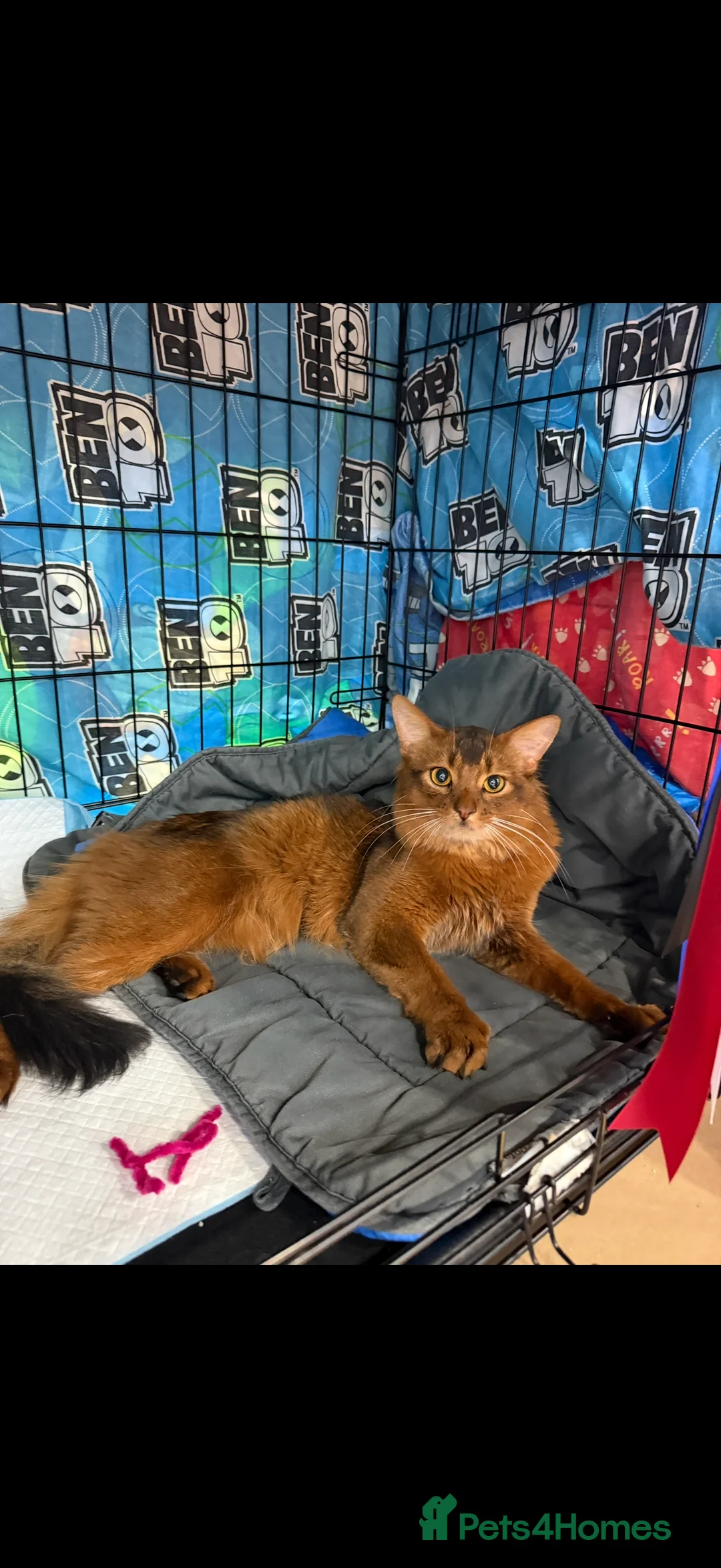 Somali cats for stud: Somali Cat for Stud! - Advert 2