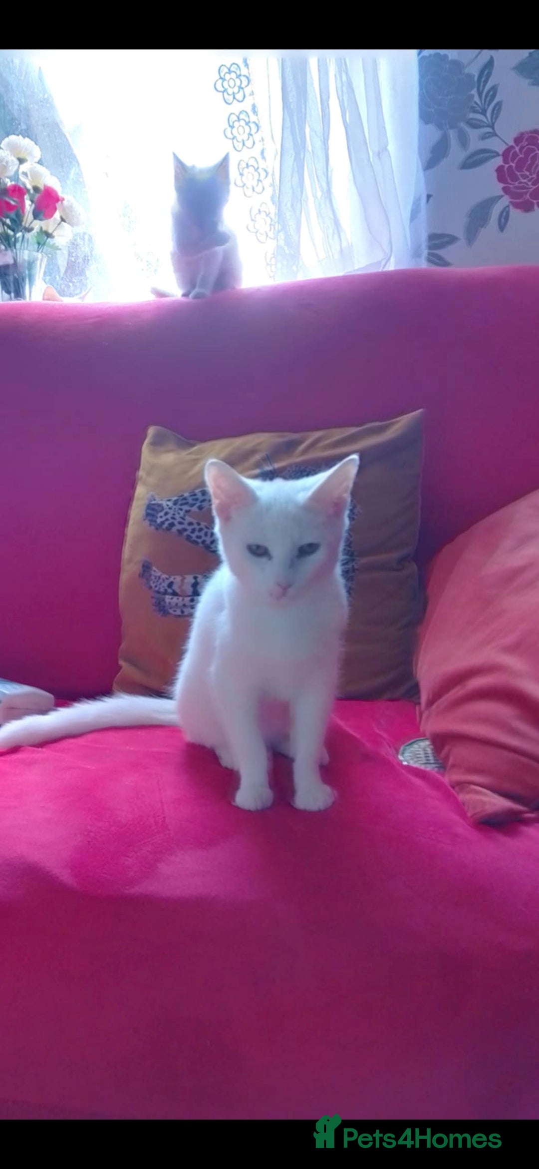 American Shorthair cats for sale: Cats for sale Maycoon Cross Bread - Image 5
