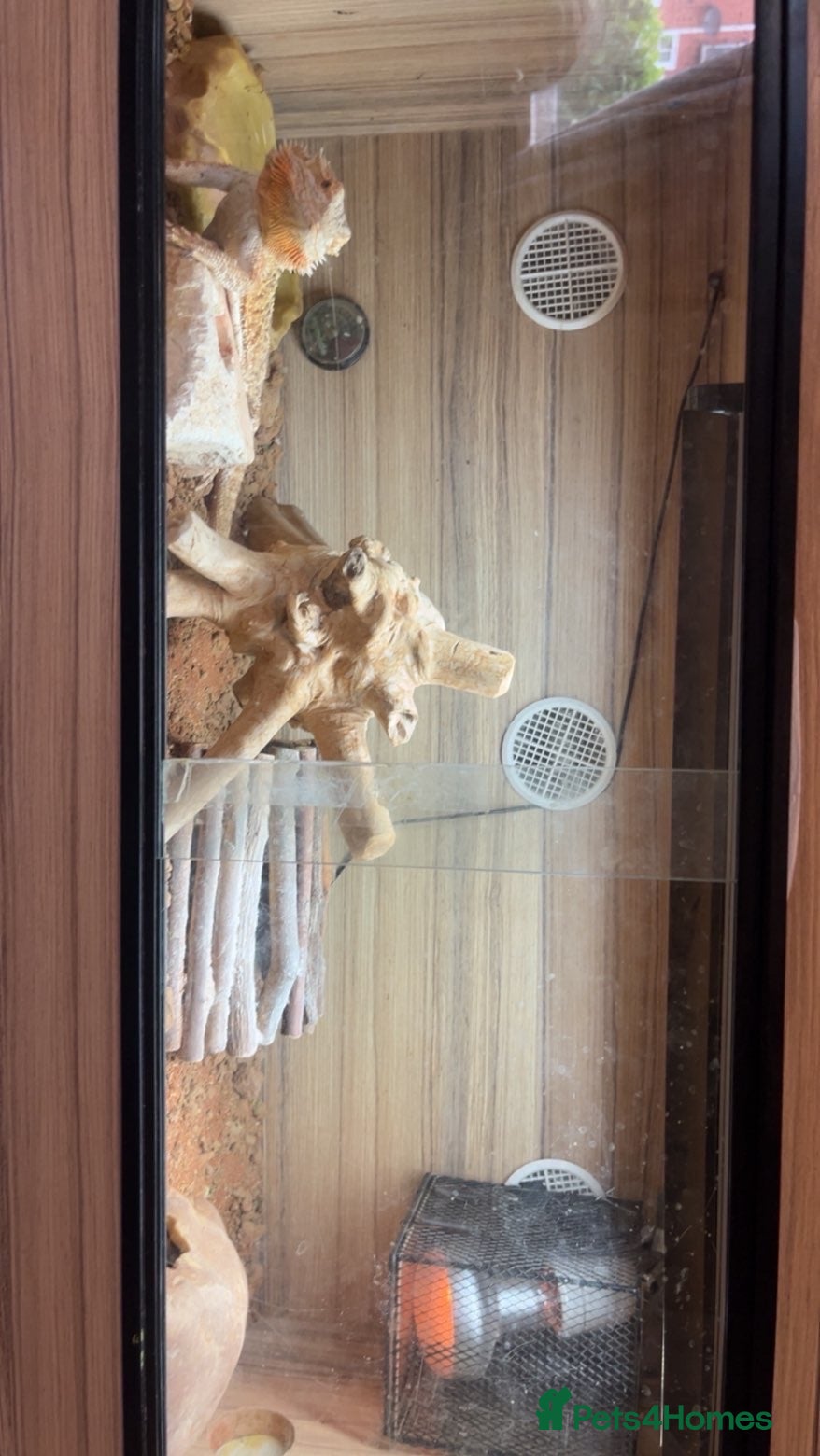 Bearded Dragon reptiles Bearded dragon for sale  - Advert 1