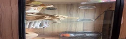Bearded Dragon reptiles for sale: Bearded dragon for sale  in Birkenhead - Advert 1