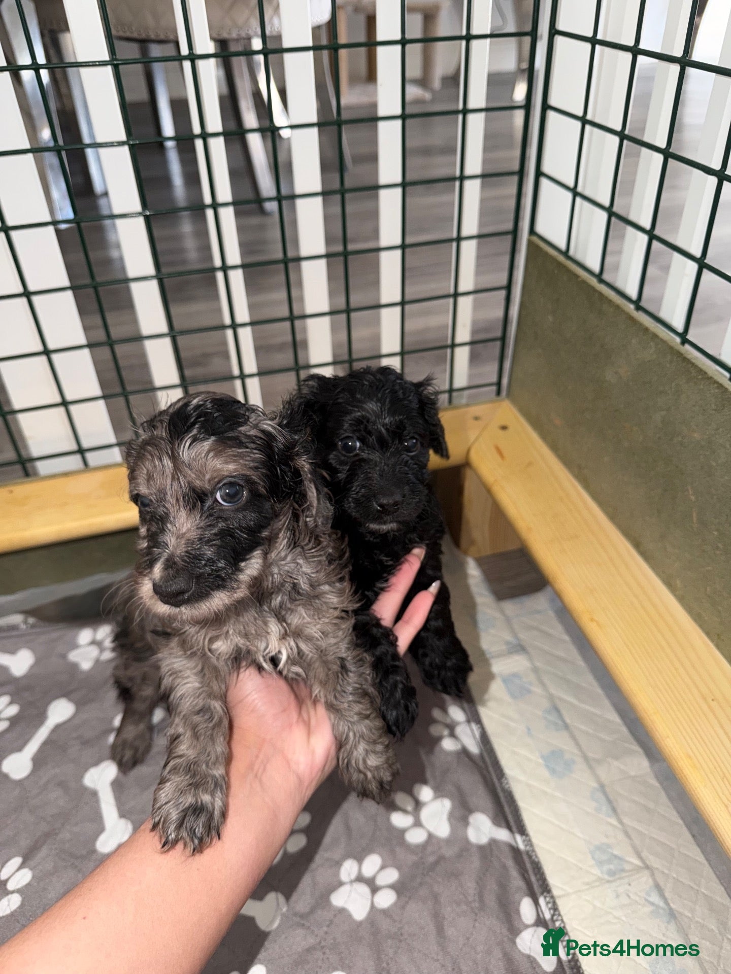 Cockapoo dogs for sale: ✨Rare Merle split face cockapoo✨ - Advert 1