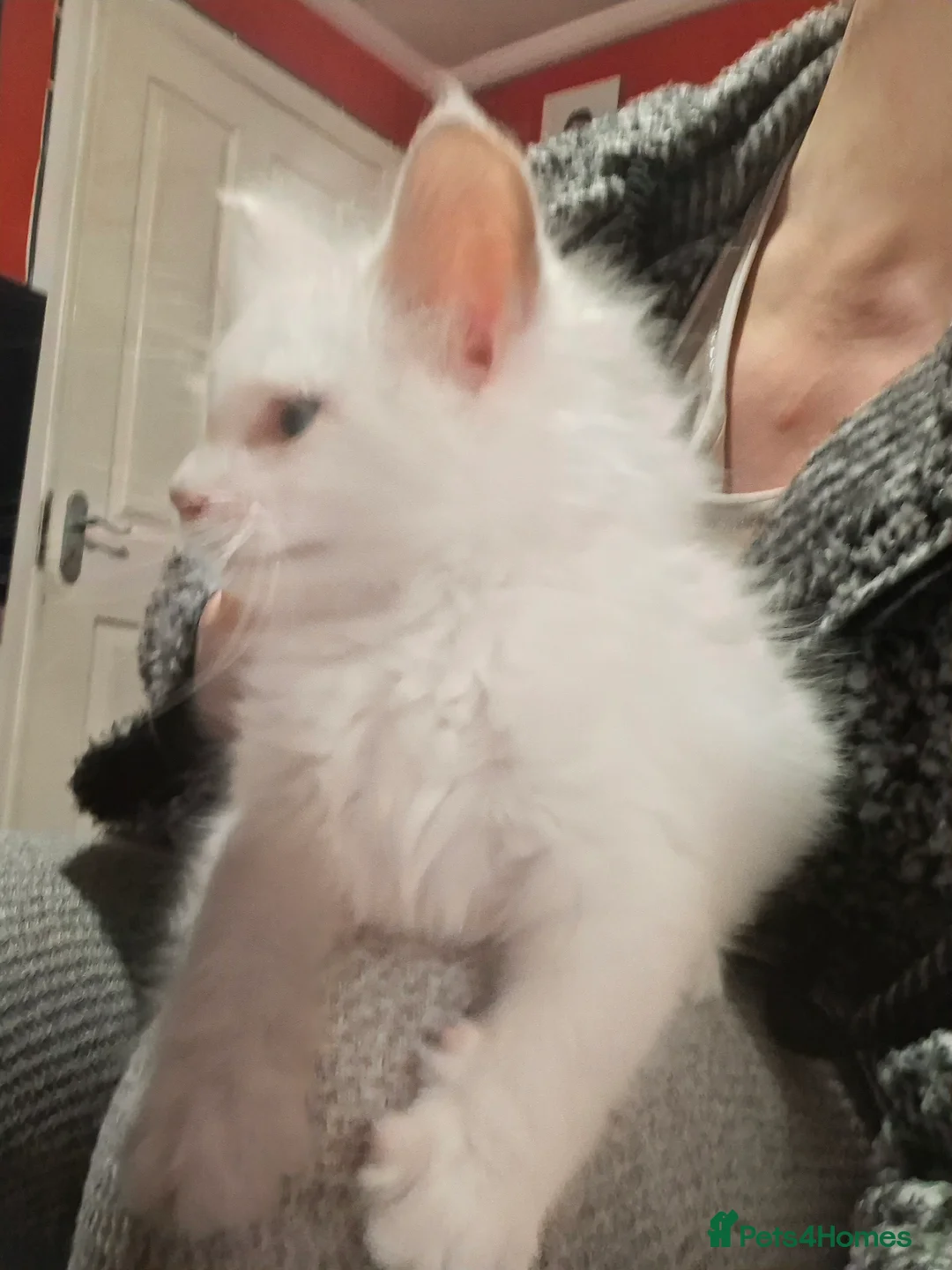 Maine Coon cats for sale: White Maine Coon boy left in Manchester - Advert 6