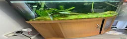 Other/Mixed Breed fish for sale: Juwel Trigon 190 Liters Complete setup in Watford - Advert 1