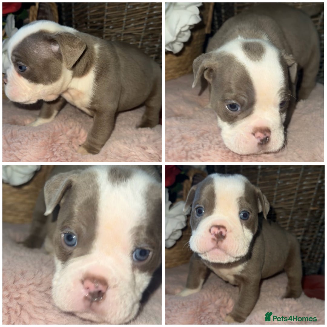 Olde English Bulldogge dogs for sale: Beautiful Olde English bulldog  - Advert 9