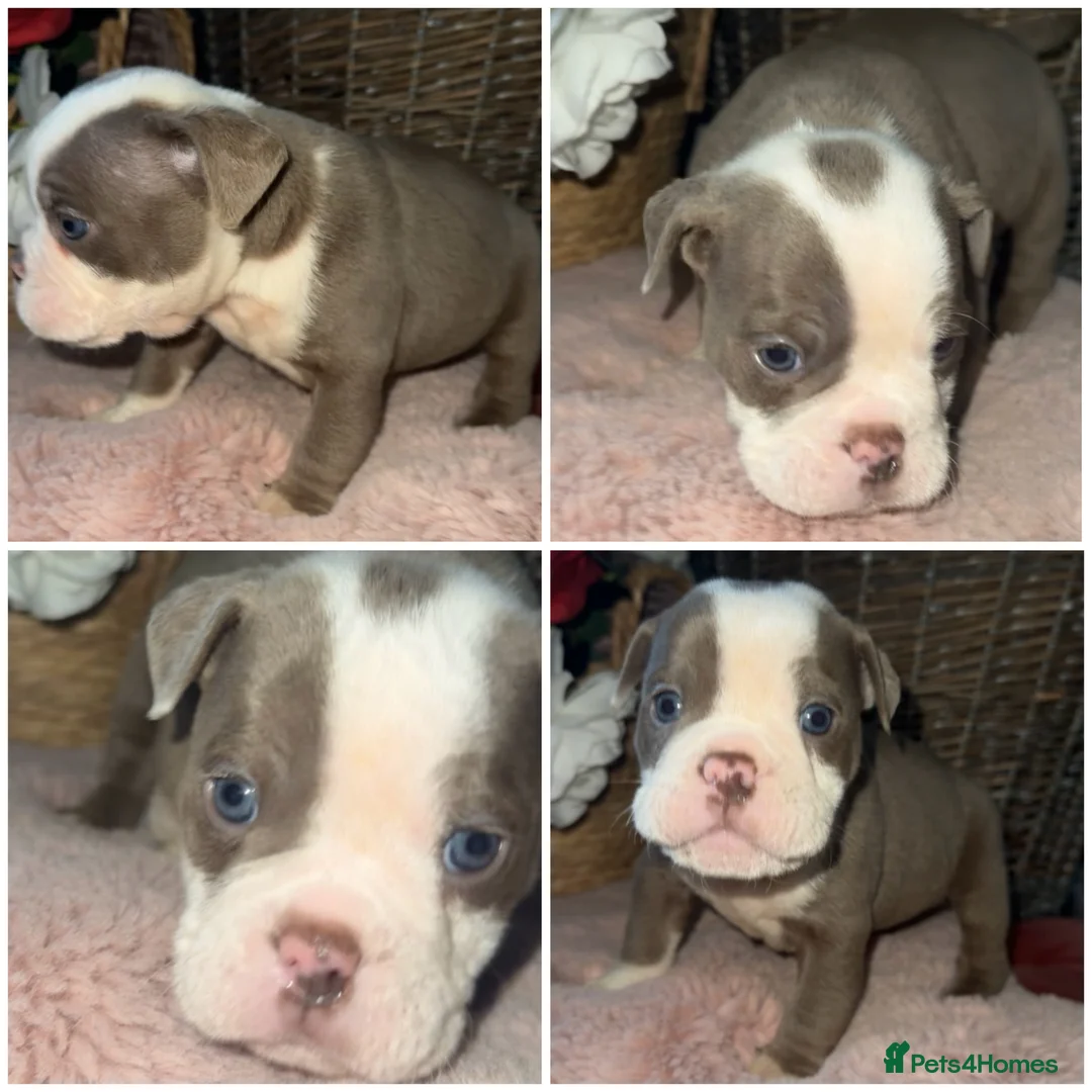 Olde English Bulldogge dogs for sale: Beautiful Olde English bulldog  - Advert 9