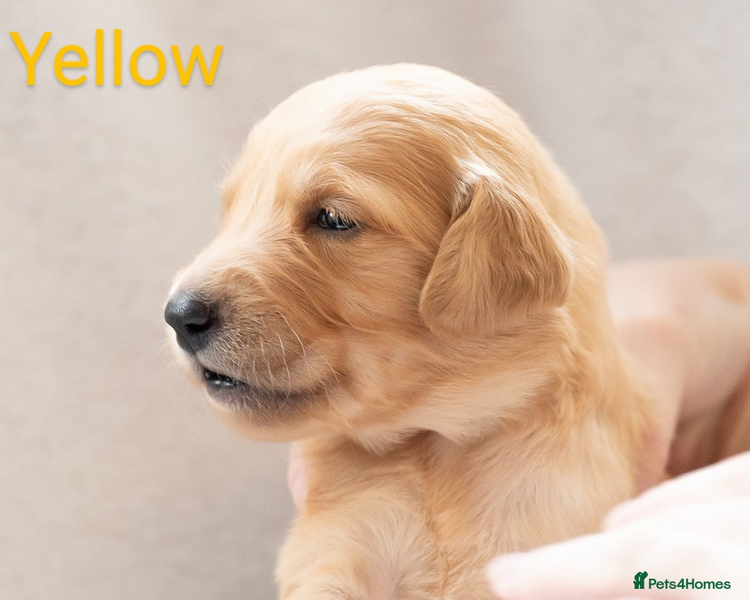Golden Retriever dogs for sale: Golden Retiever Puppies   - Image 10