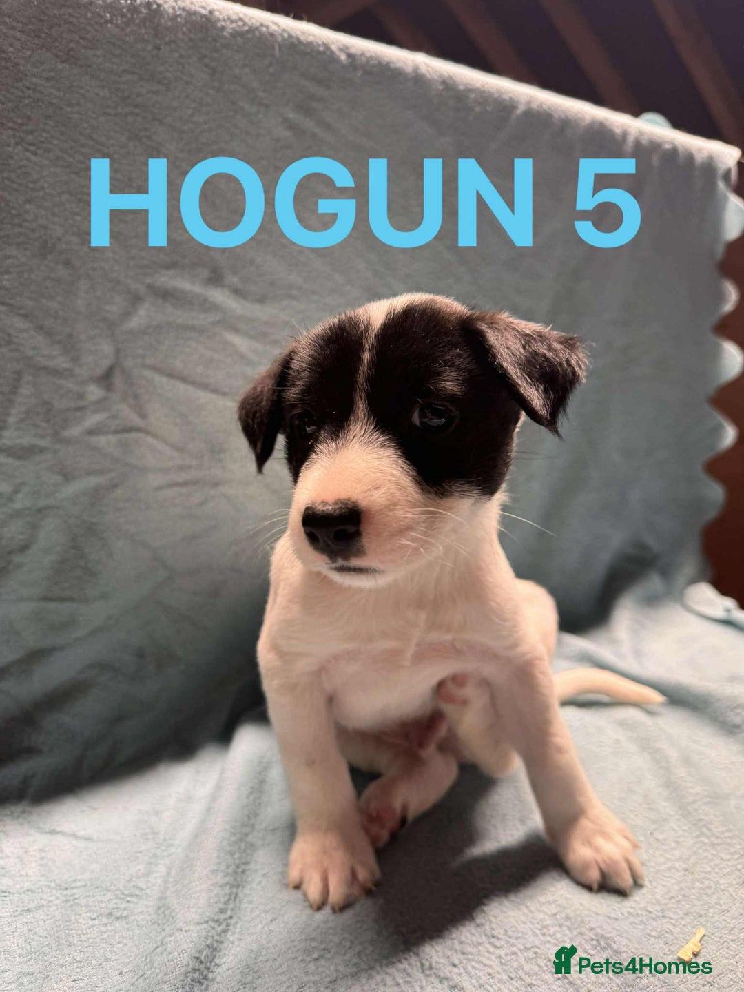 Mixed Breed dogs for sale: Collie x jack Russell  - Advert 7