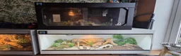 Skink reptiles for sale: Peter’s Banded Skinks + Set Ups in Wakefield - Advert 8
