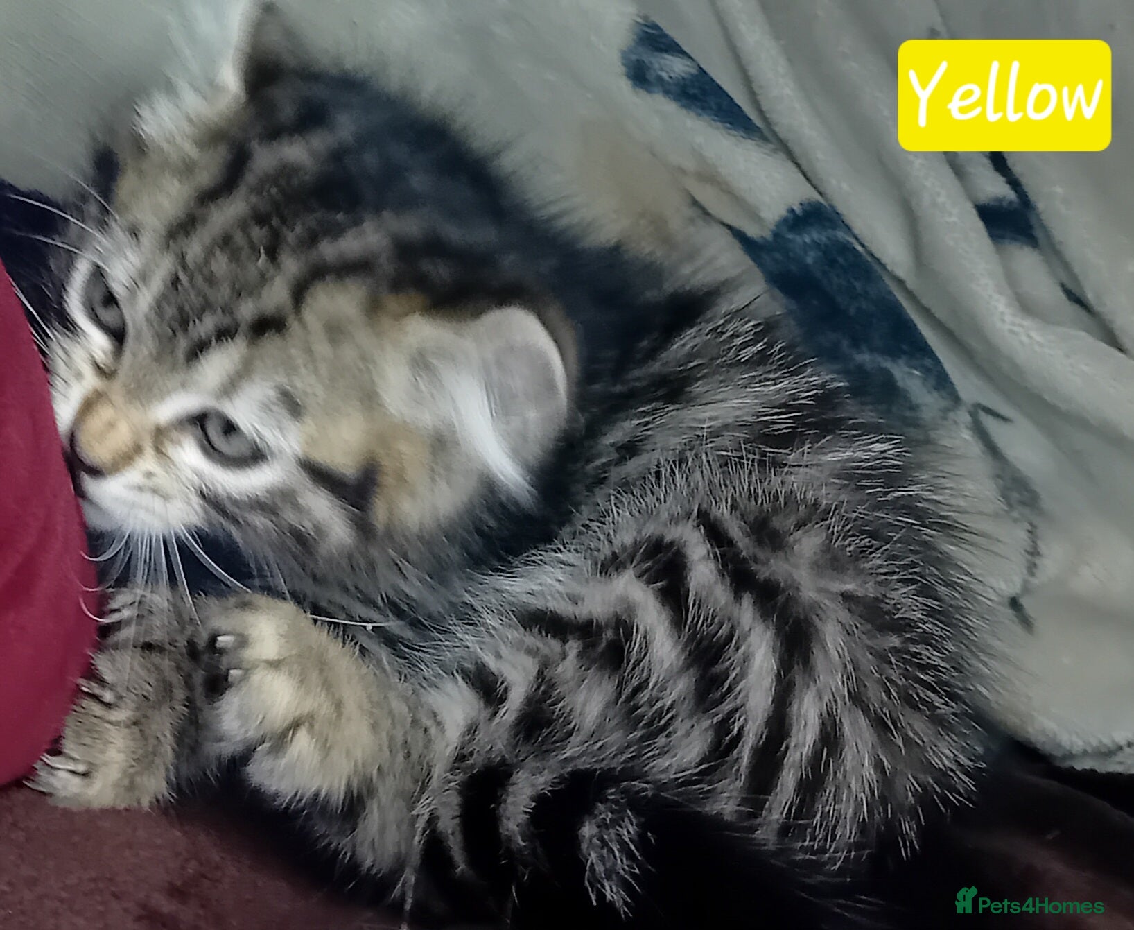 Bengal cats BengalX Ragdoll, American curl kittens - Advert 10