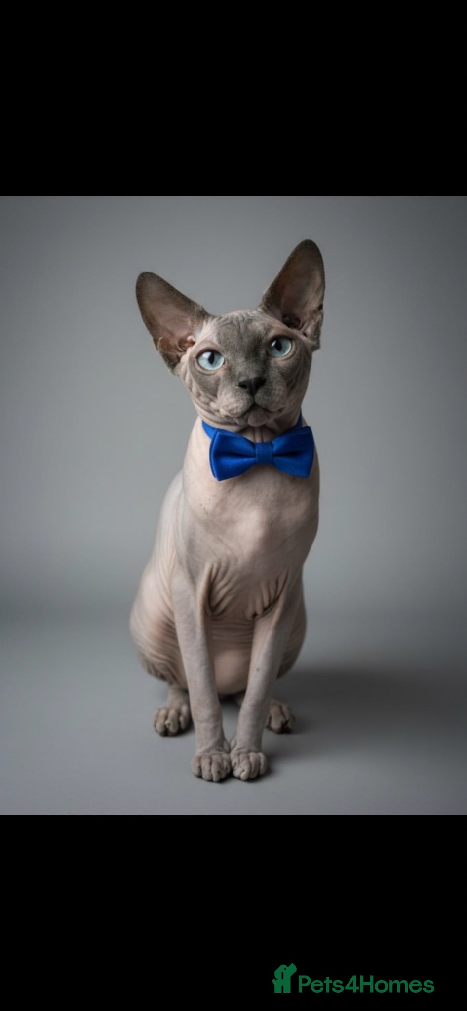 Sphynx cats ⭐ Exceptional Sphynx European Champion Bloodlines - Advert 1