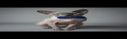 Sphynx cats for sale: ⭐ Exceptional Sphynx European Champion Bloodlines - Advert 2