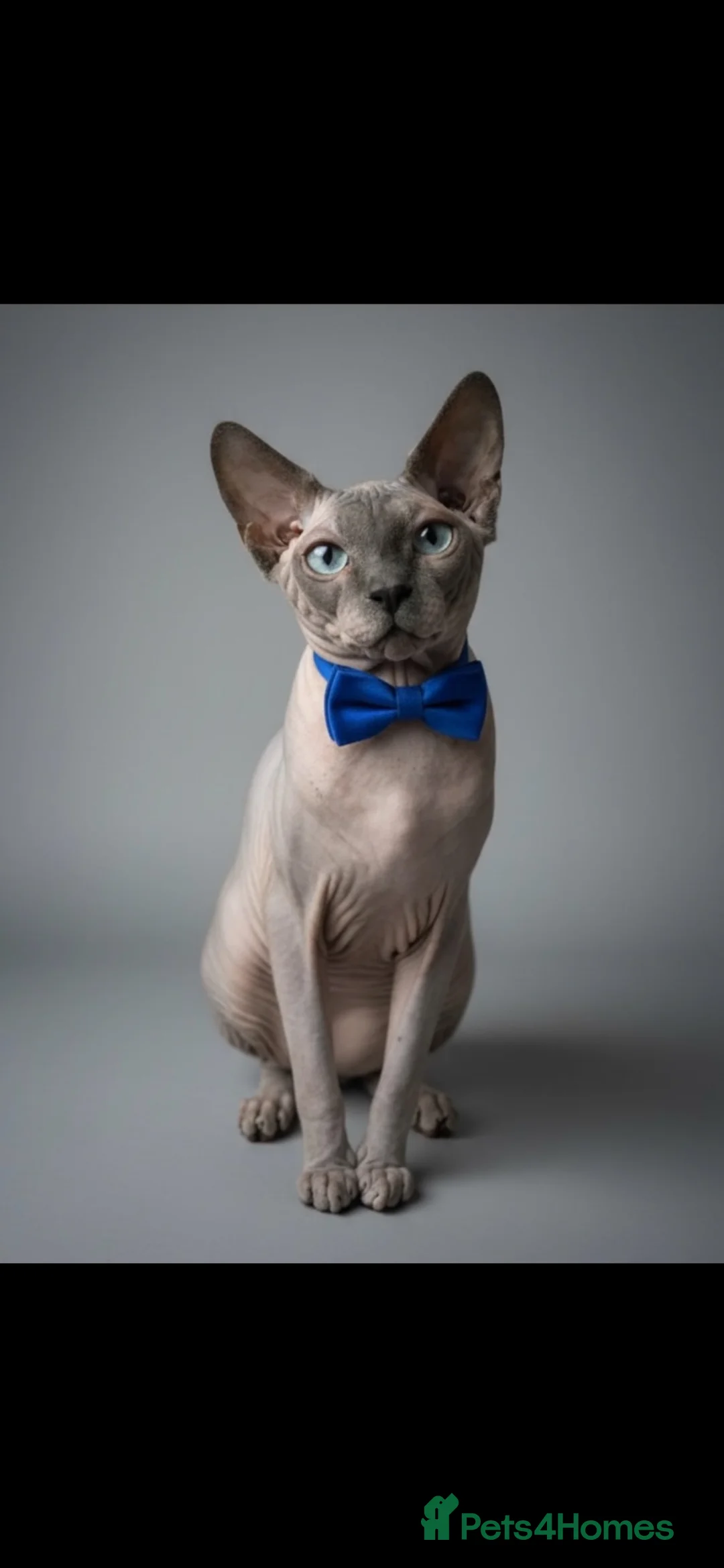 Sphynx cats for sale: ⭐ Exceptional Sphynx European Champion Bloodlines - Advert 2