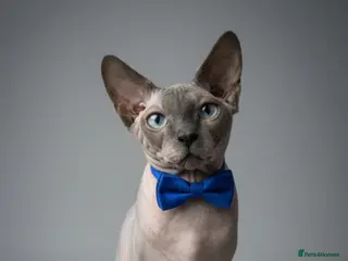 Sphynx cats ⭐ Exceptional Sphynx European Champion Bloodlines - Advert 1