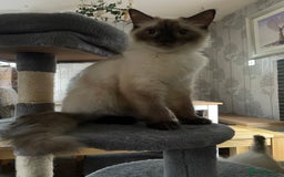 Ragdoll cats for sale: Ragdoll kittens - Image 16