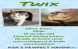 Domestic Shorthair cats for sale: Kittens and cats for adoption.  - Image 11