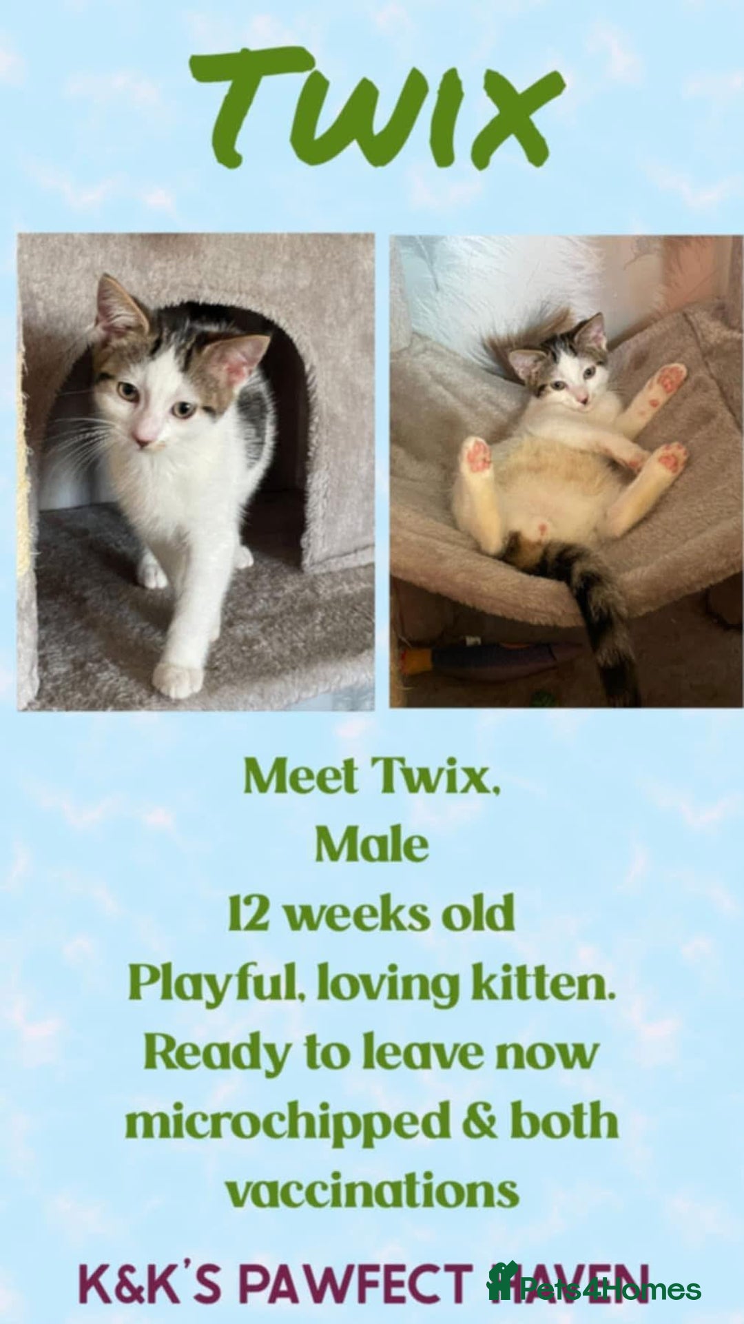 Domestic Shorthair cats for sale: Kittens and cats for adoption.  - Image 11