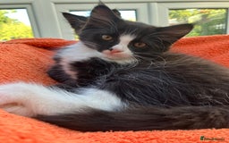 Domestic Shorthair cats for sale: Gorgeous fluffy tuxedo kittens - Image 1
