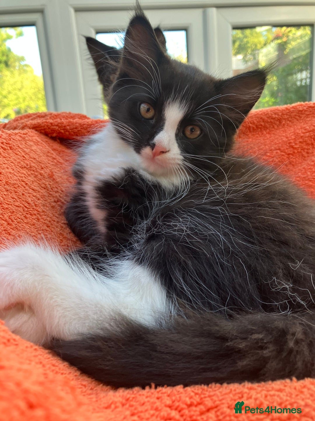 Domestic Shorthair cats for sale: Gorgeous fluffy tuxedo kittens - Image 1