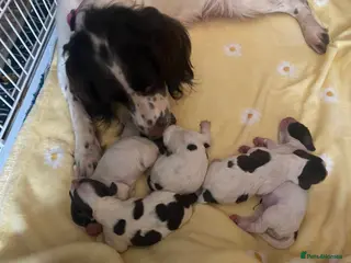 English Springer Spaniel dogs Beautiful liver and white springer spaniel pups - Advert 1