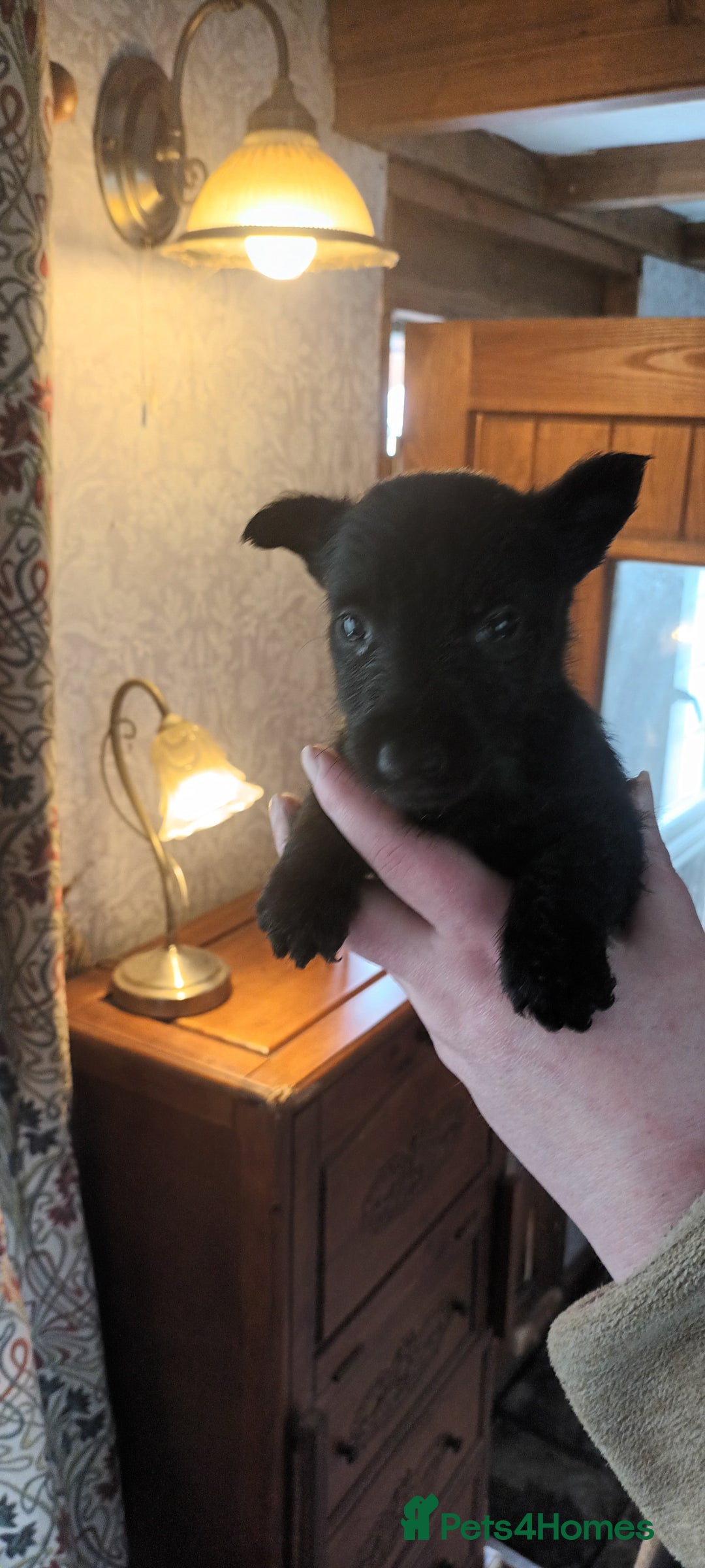Scottish Terrier dogs for sale: Kc registered scottish terrier pups  - Image 1