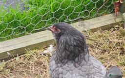 Chickens poultry for sale: Mottled Wyandottes, Le Bresse, Pita Pintas  - Image 6