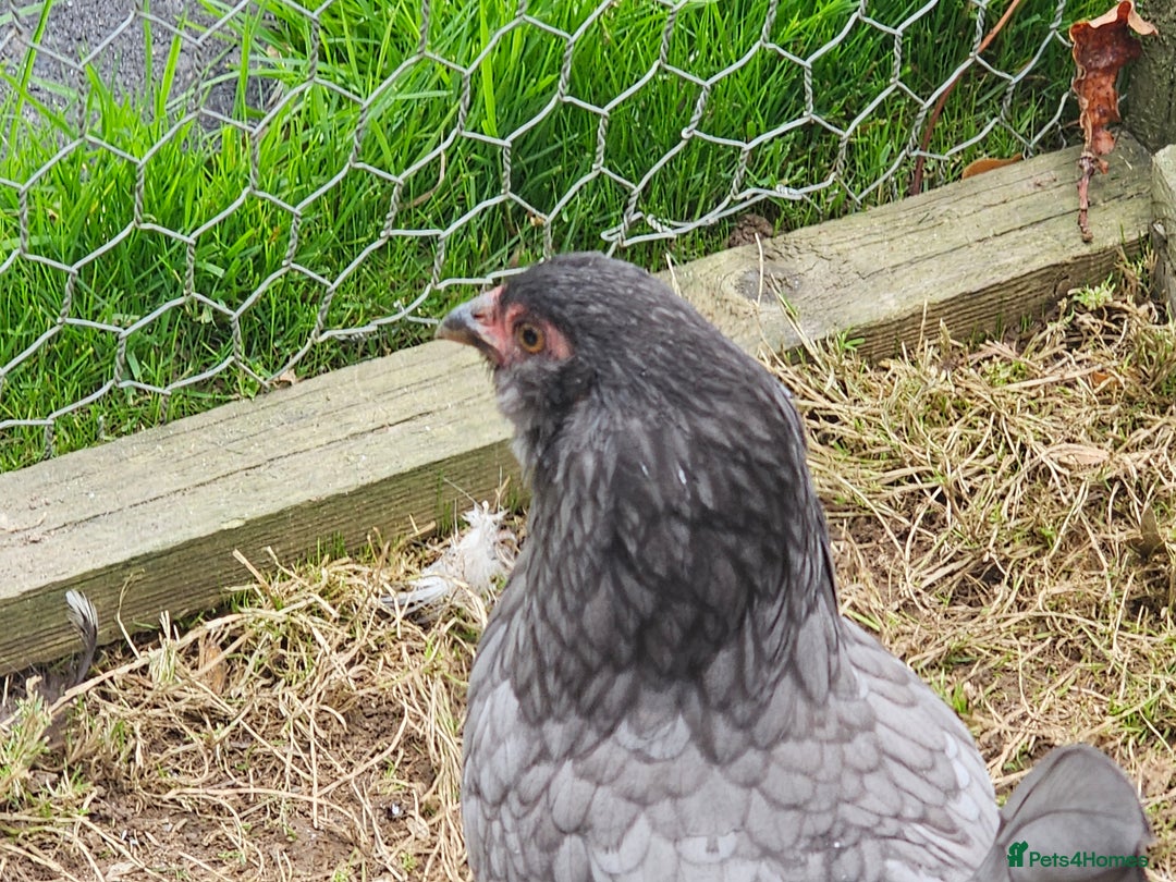 Chickens poultry for sale: Mottled Wyandottes, Le Bresse, Pita Pintas  - Image 6