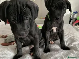 Mixed Breed dogs Cane corso x staff - Advert 2