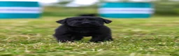 Giant Schnauzer dogs for sale: Working line Giant schnauzer puppies - Advert 26