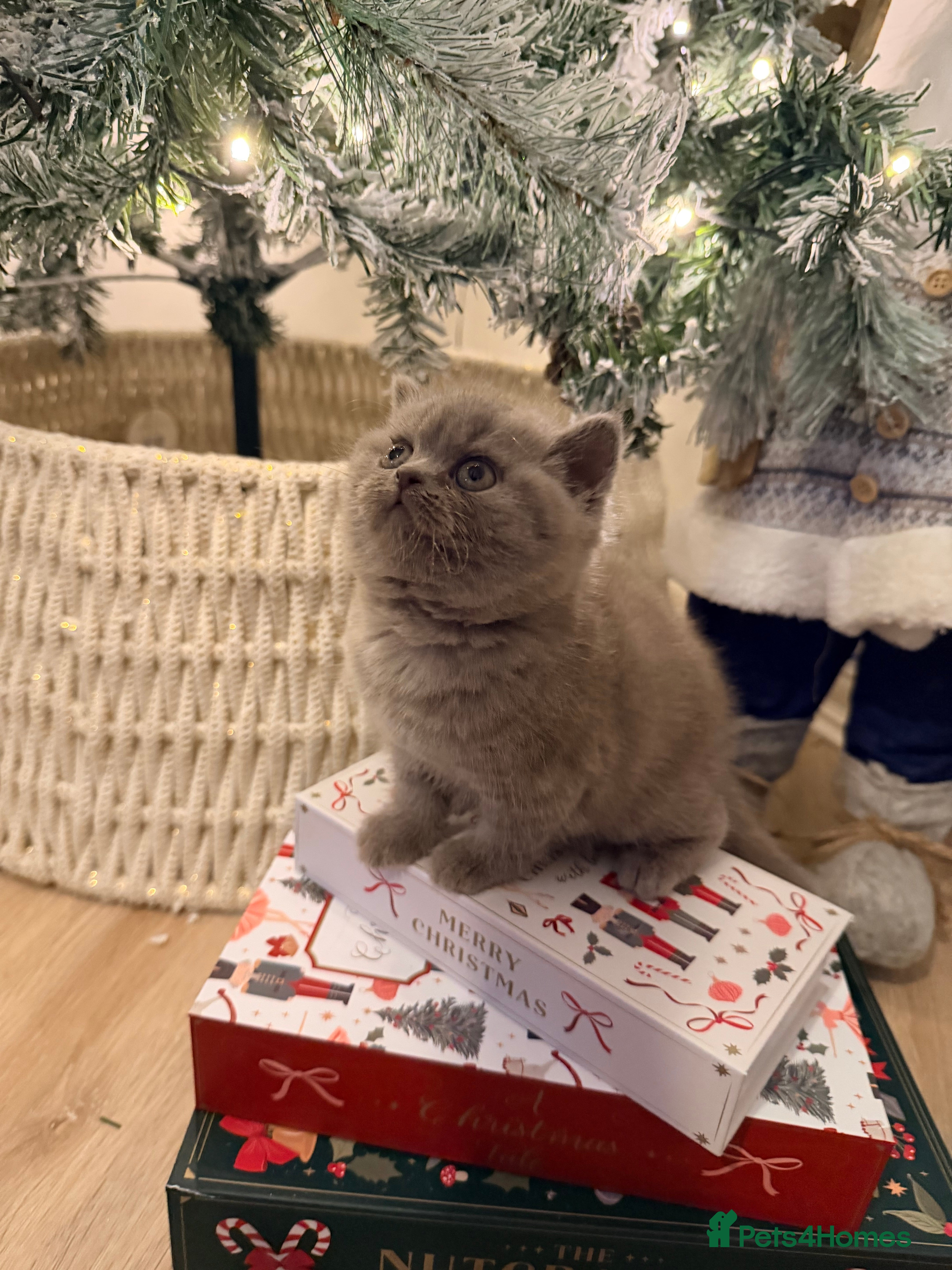 British Shorthair cats Lilac British shorthair  - Advert 4