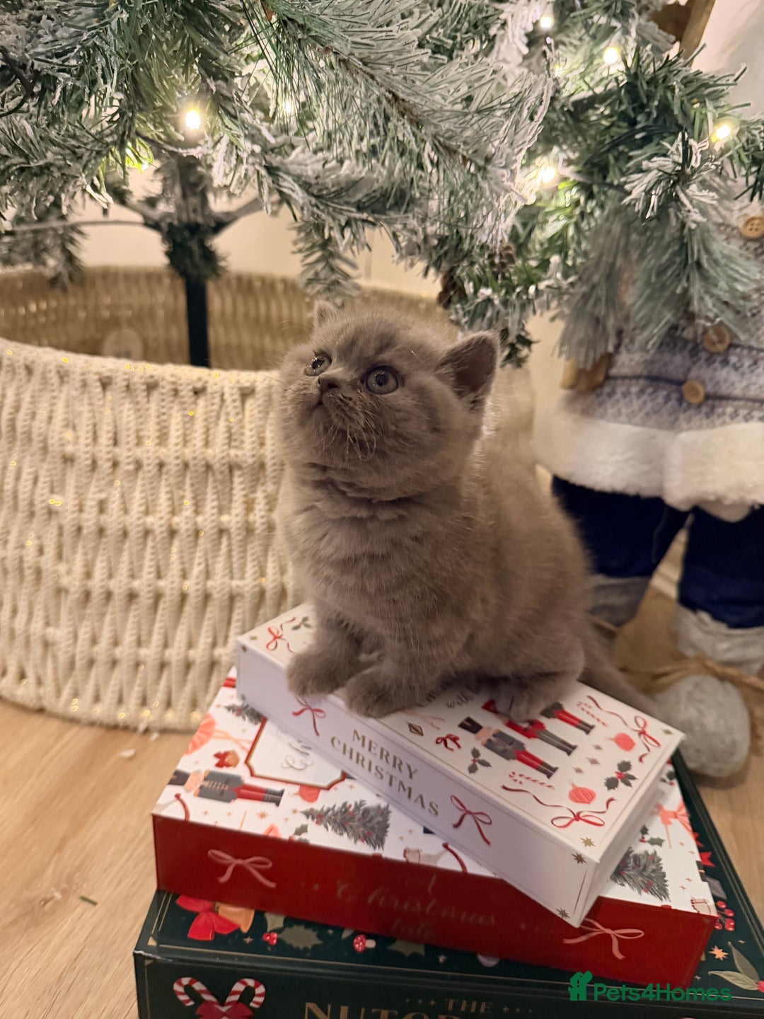 British Shorthair cats for sale: Lilac British shorthair  - Advert 1