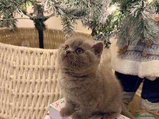 British Shorthair cats Lilac British shorthair - Advert 9