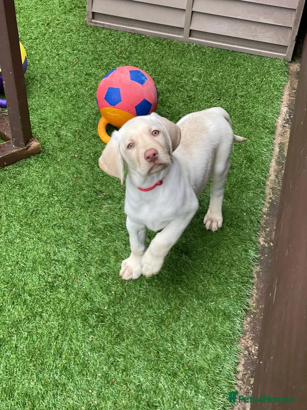 Labrador Retriever dogs for stud: KC REGISTERED LABRADOR STUD in Worcester - Advert 13