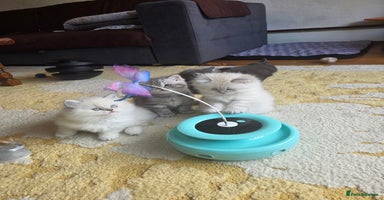 British Shorthair cats - Advert 9