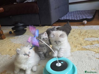 British Shorthair cats - Advert 16