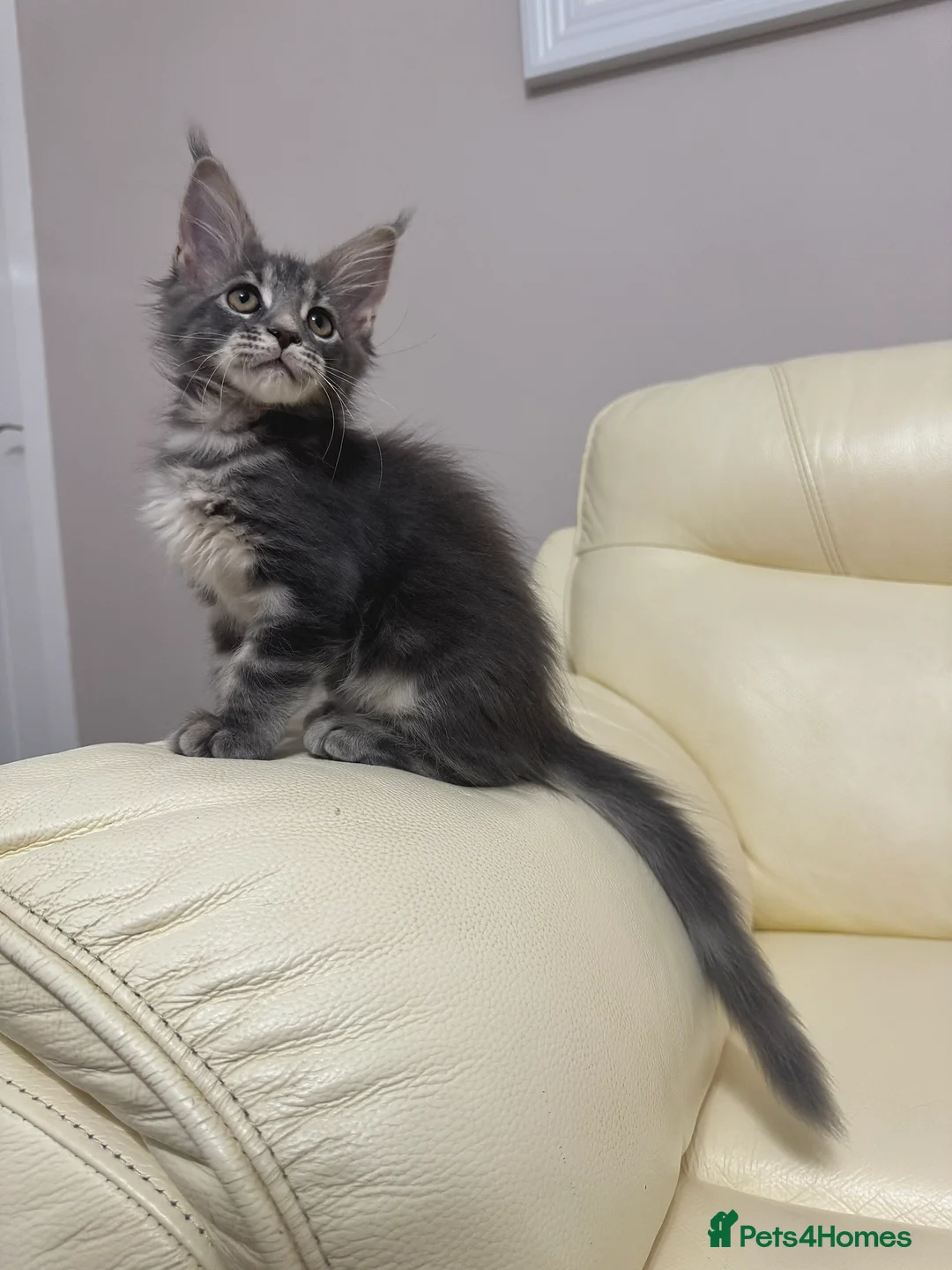 Maine Coon cats for sale: MaineCoonKitten🏆20+gen🧬Outstadning Full Pedigree - Advert 17