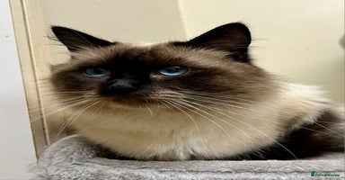 Ragdoll cats - Advert 13