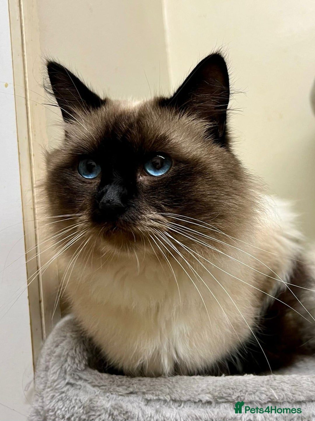Ragdoll cats for sale: Gorgeous loving ragdolls - Image 8