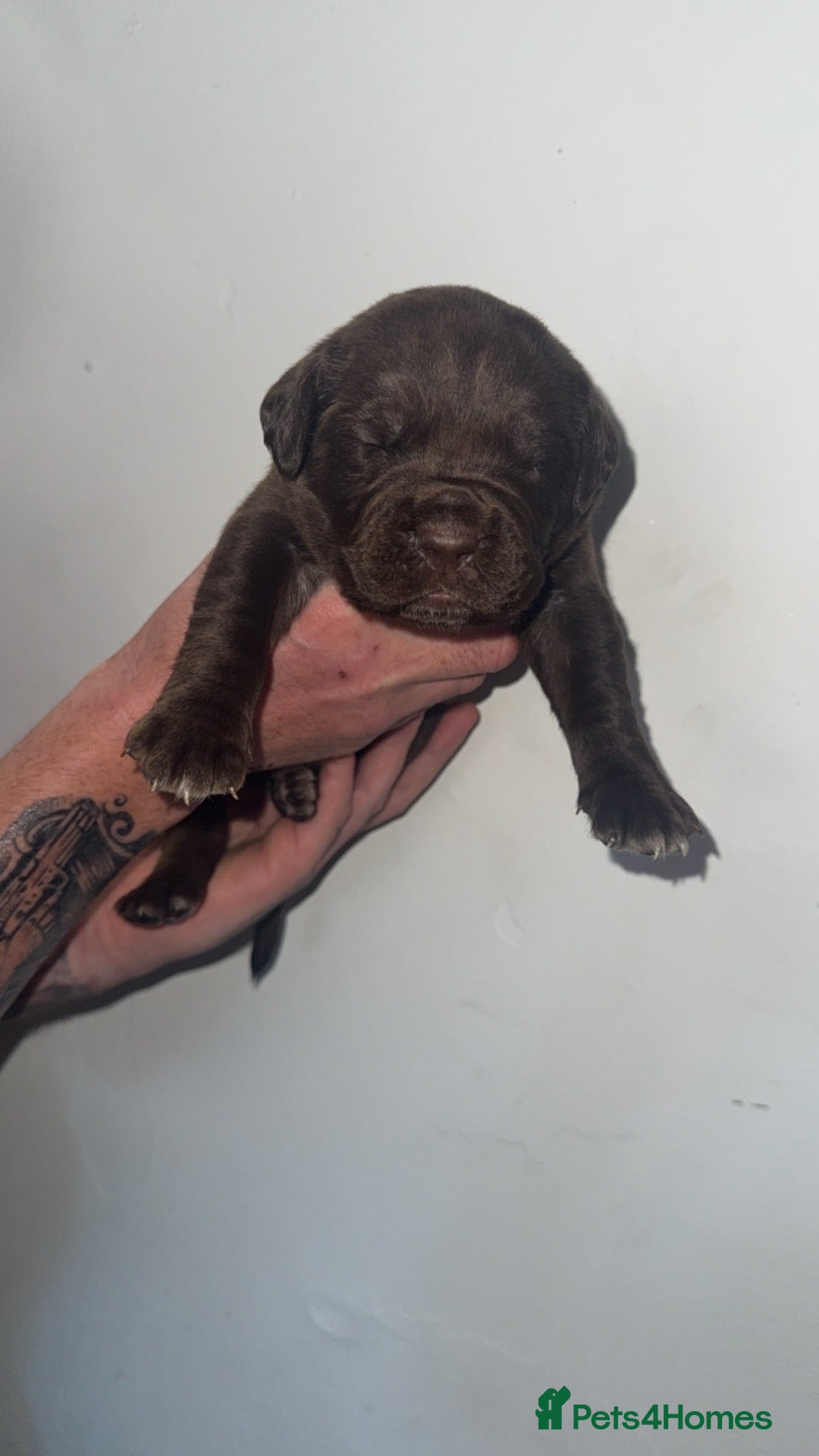 Mixed Breed dogs Cane corso/ mastiff pups  - Advert 11