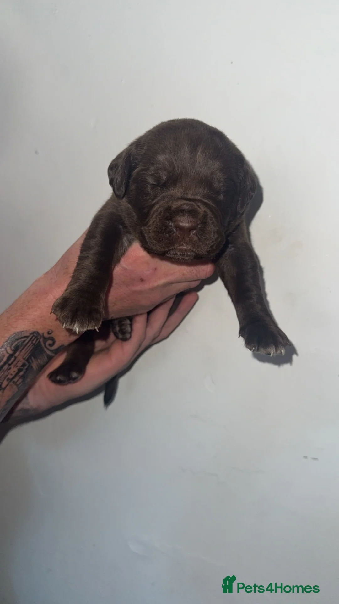 Mixed Breed dogs for sale: Cane corso/ mastiff pups  - Advert 1