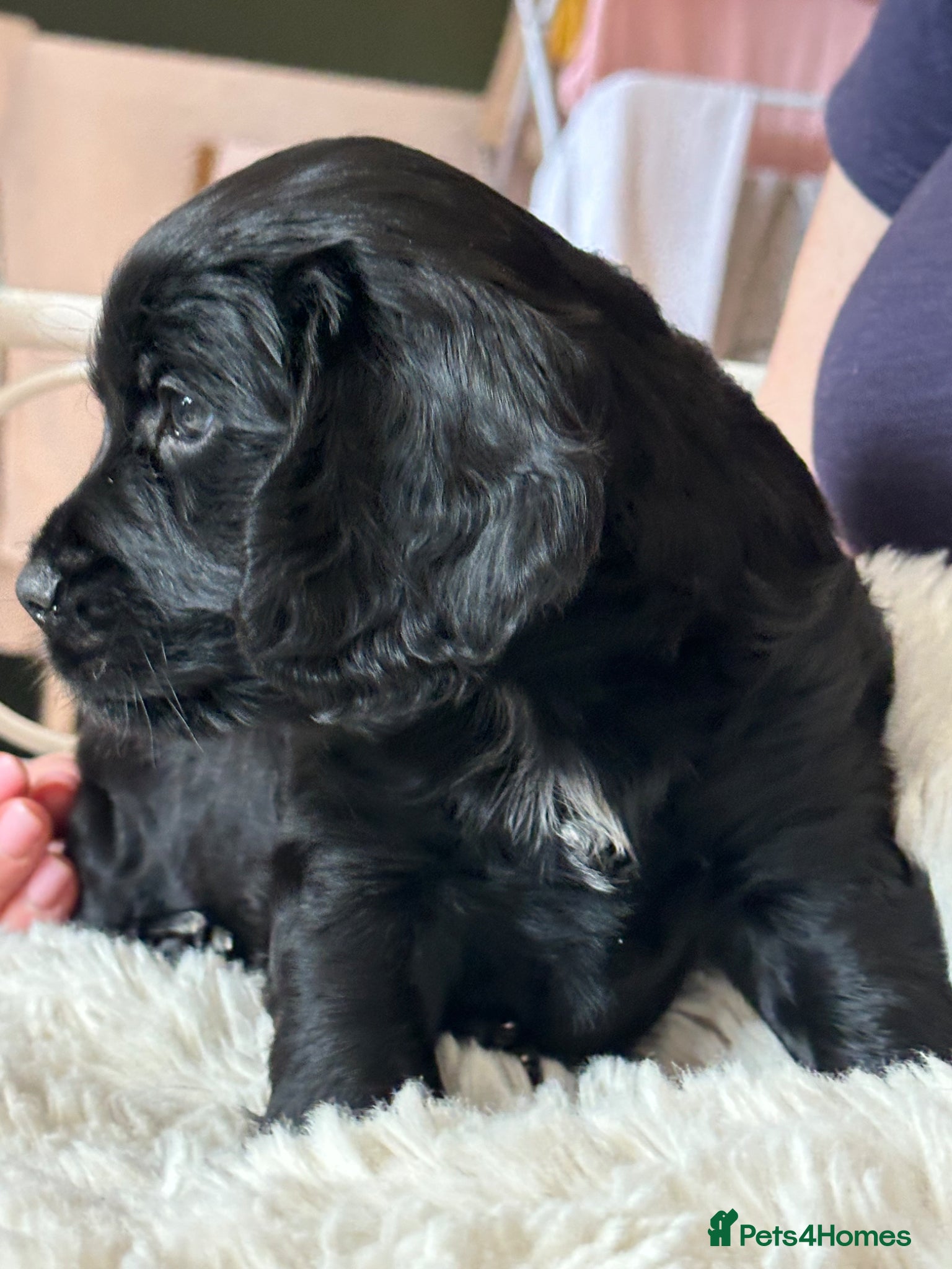 Mixed Breed dogs Gorgeous Sprocker Poo Pups ** litter ready06/06/26 - Advert 1