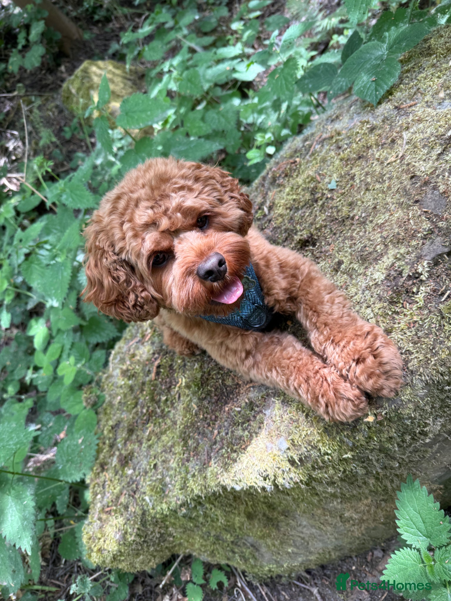Cavapoo dogs for sale: Teddy 🐾 - Advert 15