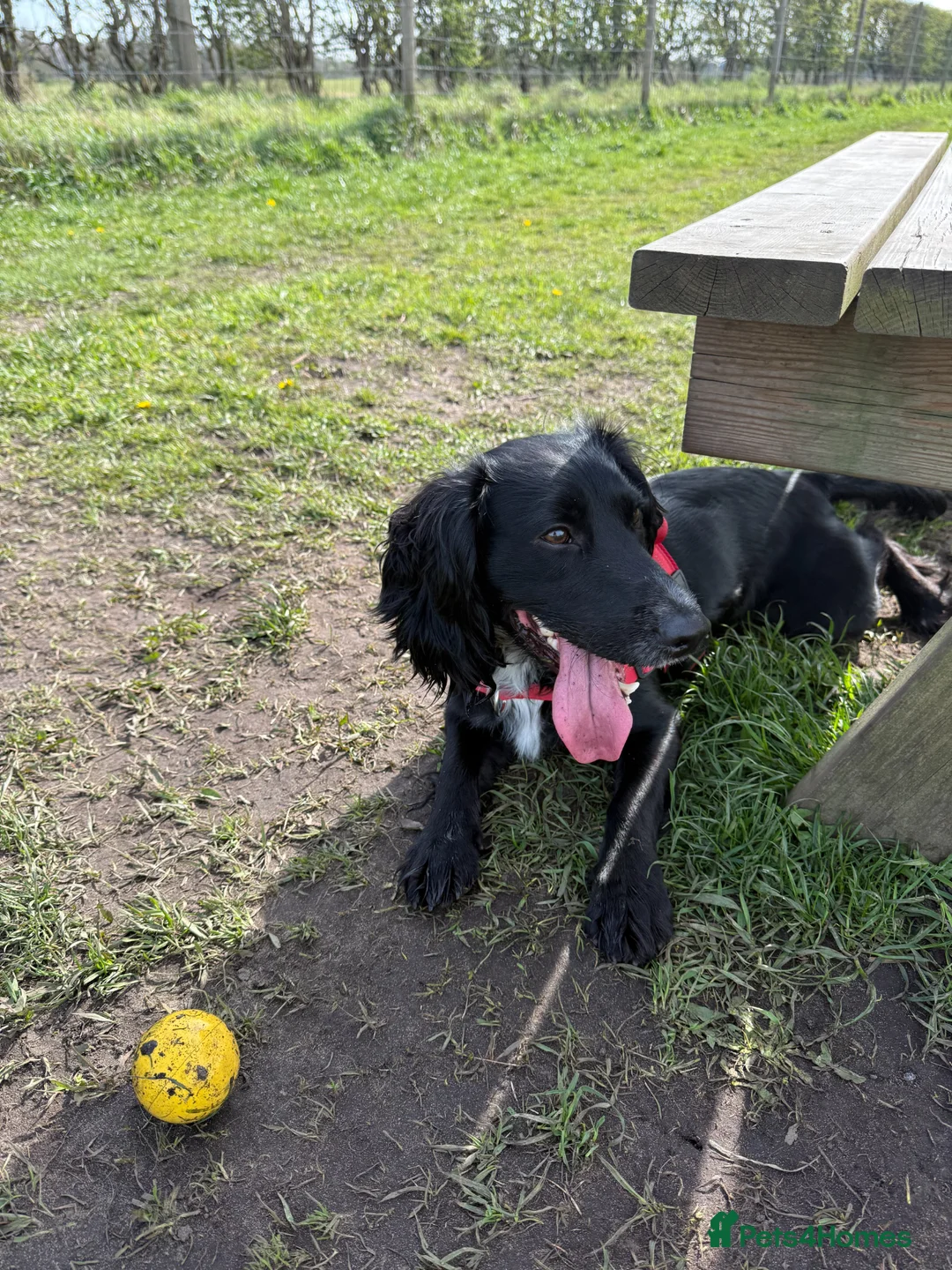 Cocker Spaniel dogs for sale: Cocker Spaniel 18 months male in Skelmersdale - Advert 2