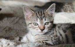 Bengal cats for sale: Adorable, affectionate, so cute kittens for sale!! - Image 19