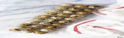Quail poultry for sale: Quail chicks & eggs in Bolton - Advert 1