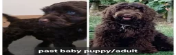 Cockapoo dogs for sale: Parti Roan F1 Cockapoos. Choc & Black. DNA Tested  - Advert 28