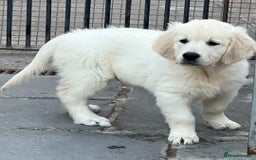 Golden Retriever dogs for sale: Stunning Puppies Ready Now (Updated pics) - Image 3
