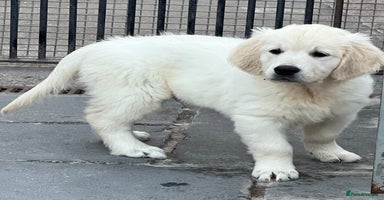 Golden Retriever dogs - Advert 1